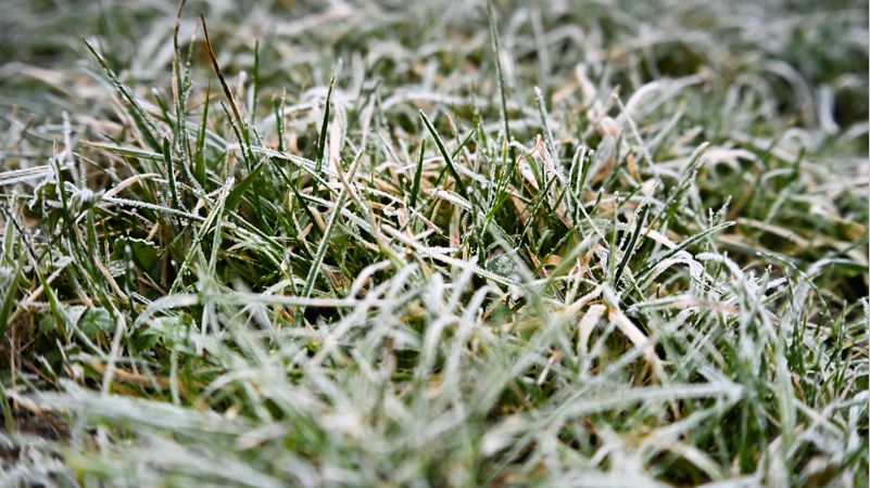 Frost på gräset indikerar att klippsäsongen närmar sig sitt slut.