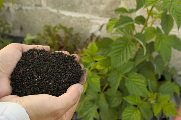 Två händer håller upp en mörk och näringsrik mullrik jordblandning framför gröna växter, vilket illustrerar exakt det material som används för att toppdressa gräsmattan och ge den nytt liv.