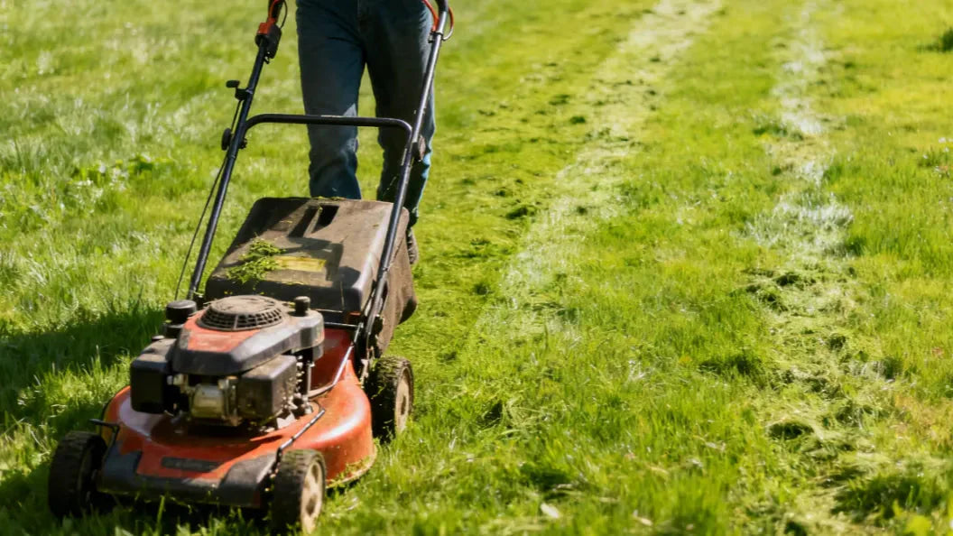 En person klipper en grönskande gräsmatta med en traditionell handgräsklippare, vilket illustrerar årets första viktiga vårklippning när gräset har börjat växa.