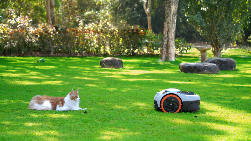 En vit och orange robotgräsklippare arbetar säkert på en välskött gräsmatta bredvid en vilande katt, vilket demonstrerar djurvänlig och smart gräsklippning.